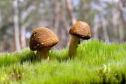 世界短跑社区示范场名单更新：新入选单位获得专项支持，世界短跑比赛视频